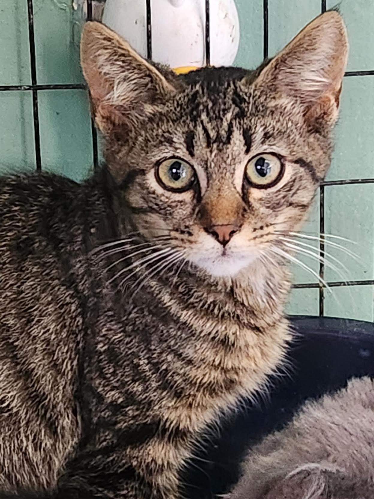 Enlarge Unseelie, a Adoptable Domestic Short Hair in Crossville, TN image 1/1