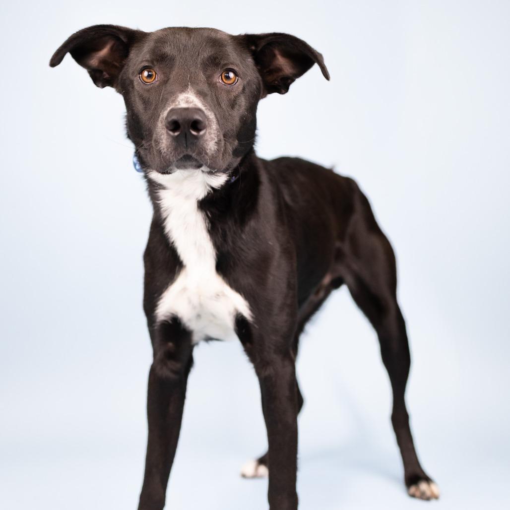 Ramon, Adoptable, Adult Male Mixed Breed.