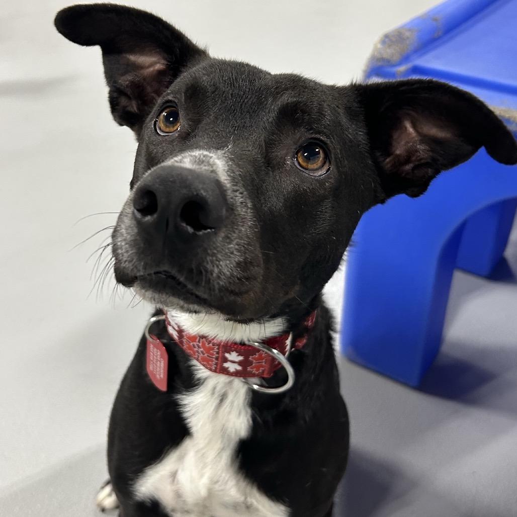 Enlarge Ramon, a Adoptable Mixed Breed in Portland, OR image 2/2