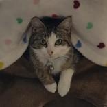 Enlarge Moses, a ADOPTABLE Domestic Short Hair in Lansing, MI image 2/2
