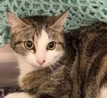 Enlarge Moses, a ADOPTABLE Domestic Short Hair in Lansing, MI image 1/2