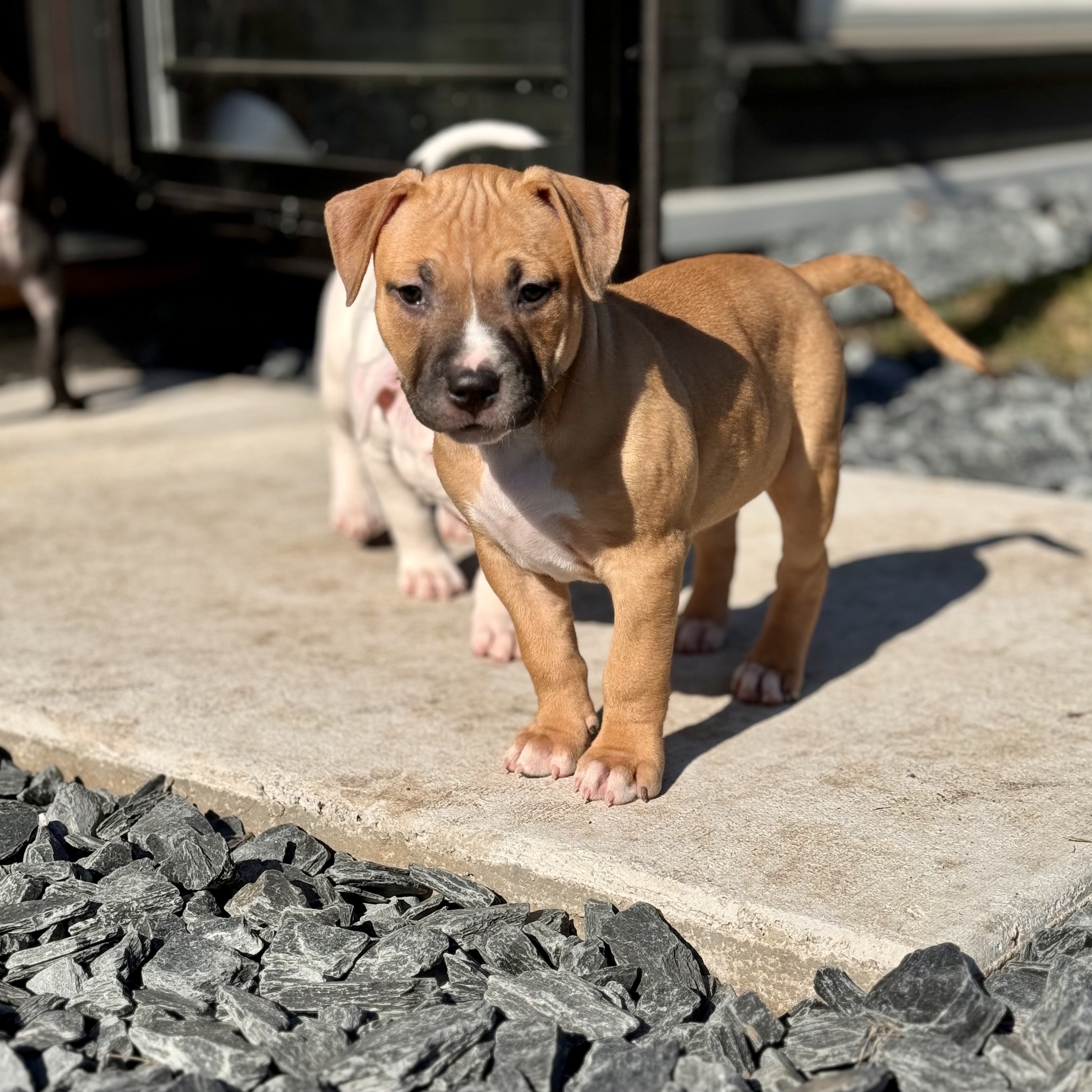 Chloe, a Adopted mixed breed in Roselle, IL image 3/6
