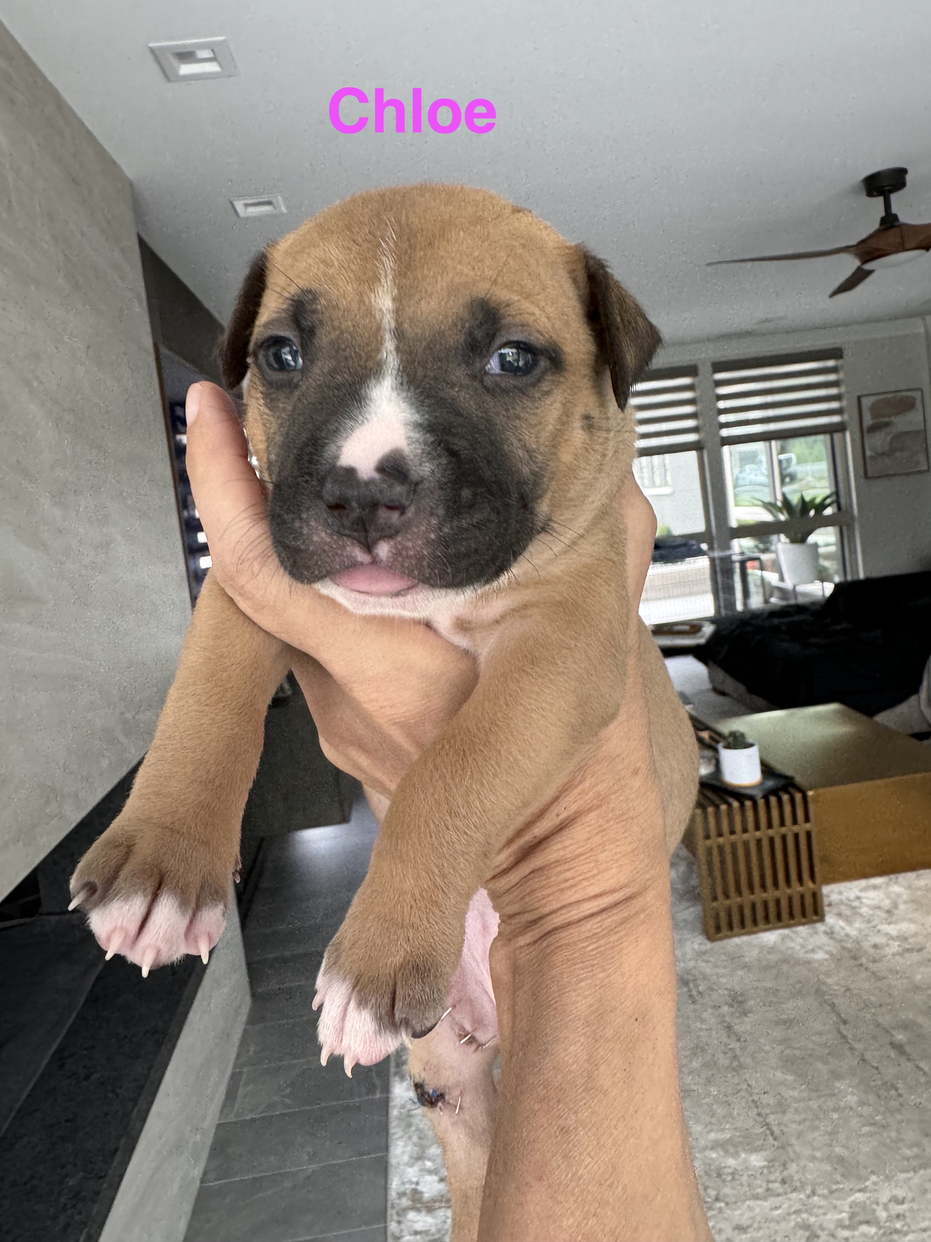 Chloe, Adopted, Puppy Female American Staffordshire Terrier & American Bully.