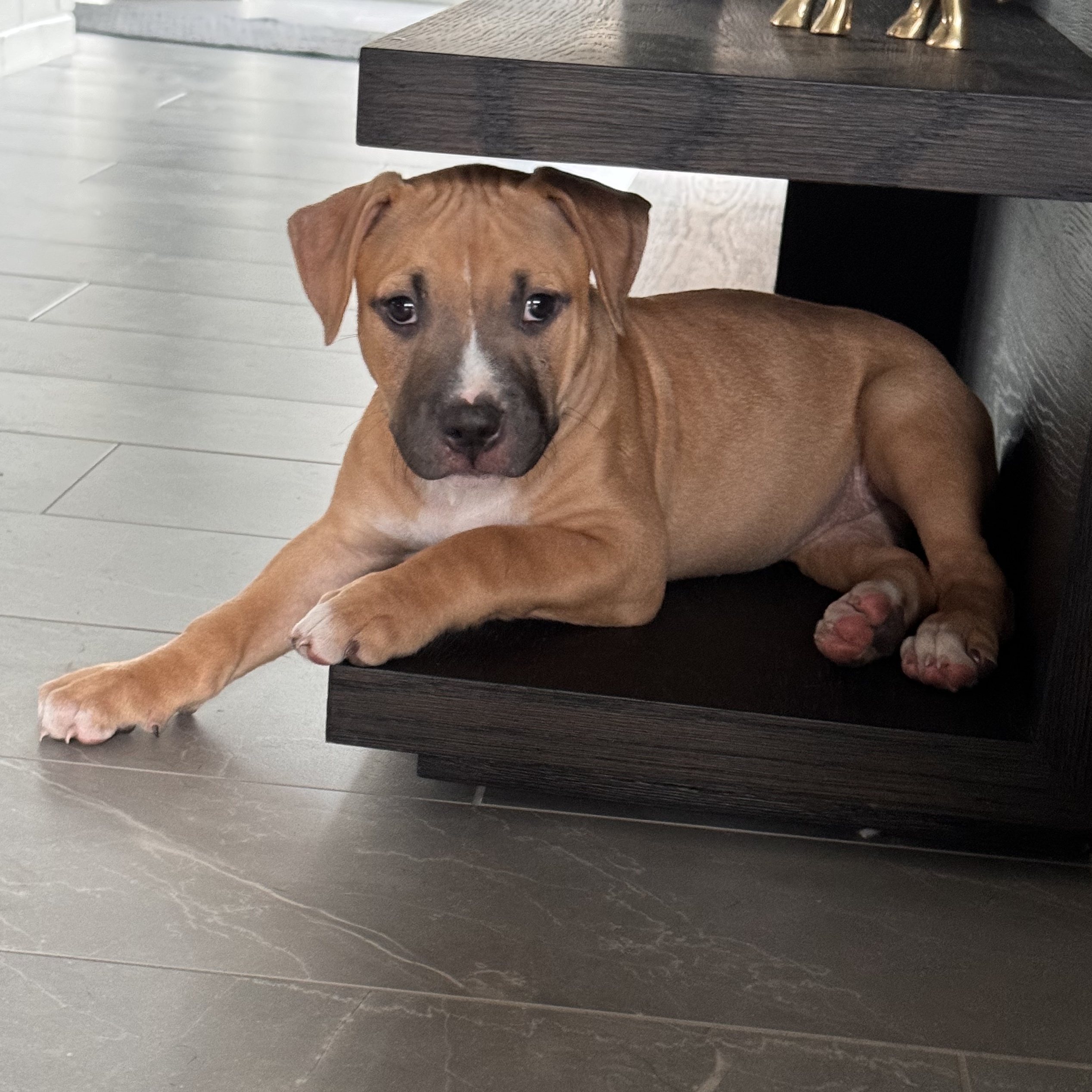 Chloe, a Adopted mixed breed in Roselle, IL image 1/6