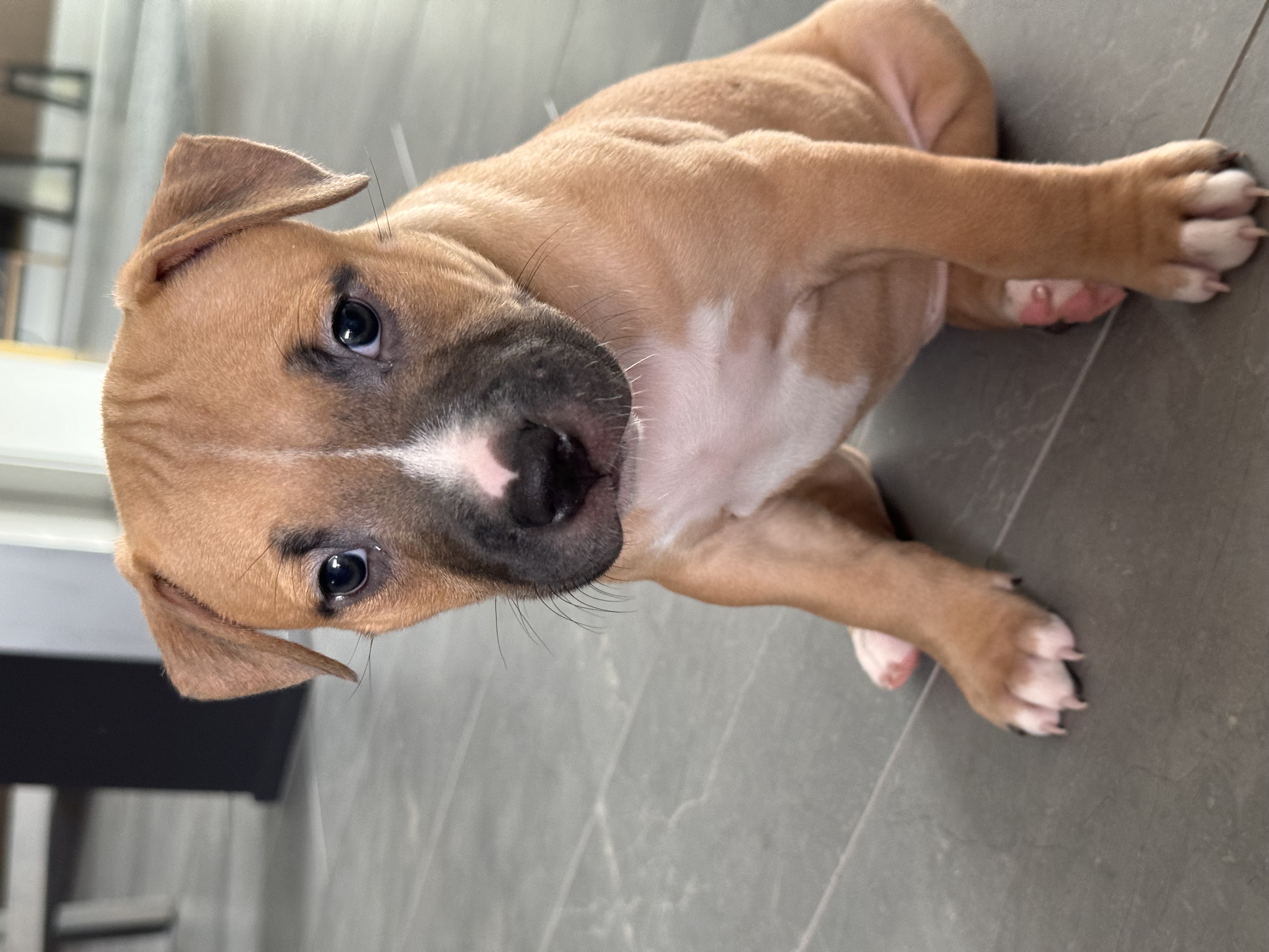 Chloe, a Adopted mixed breed in Roselle, IL image 2/6