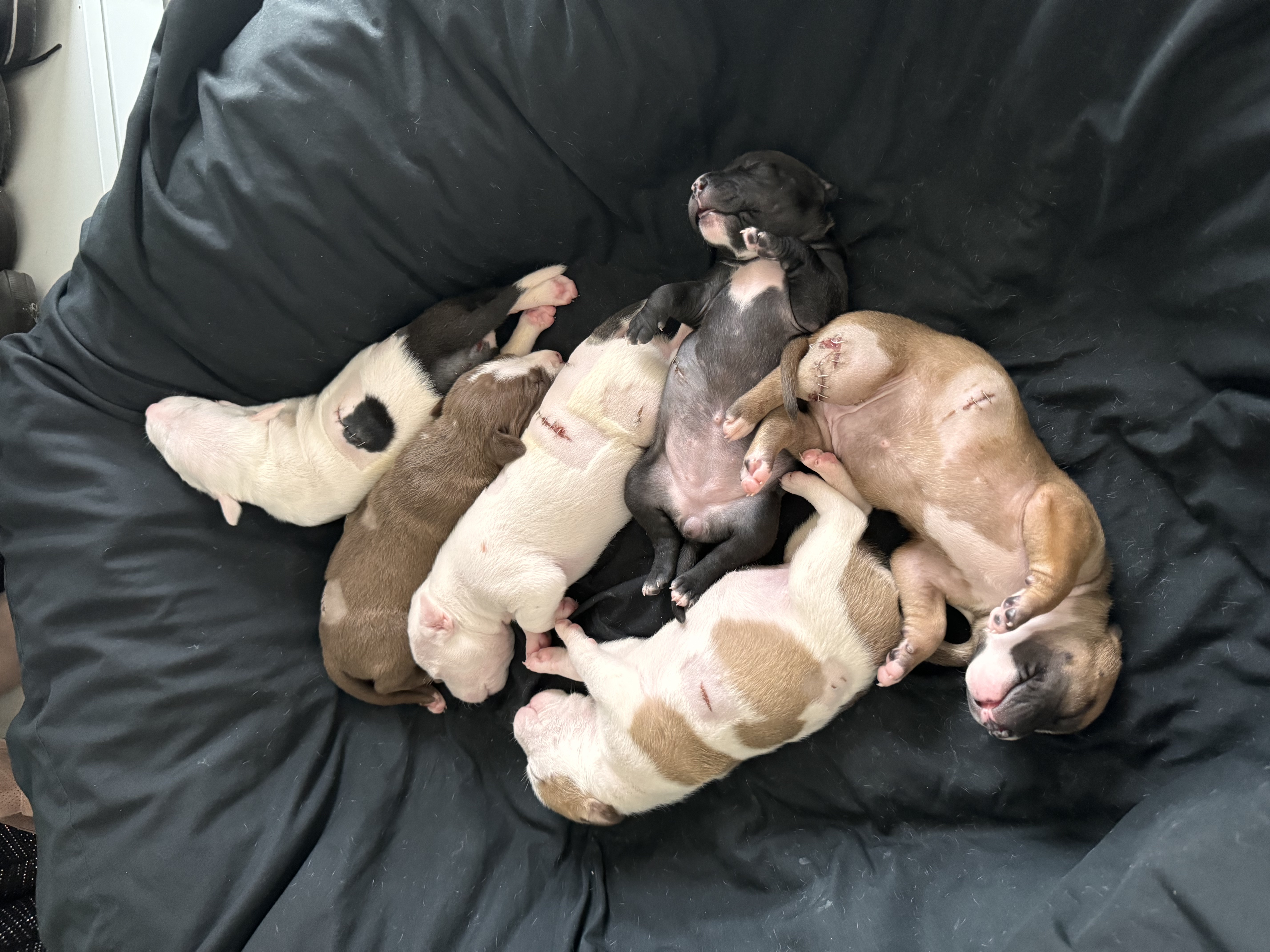 Chloe, a Adopted mixed breed in Roselle, IL image 6/6