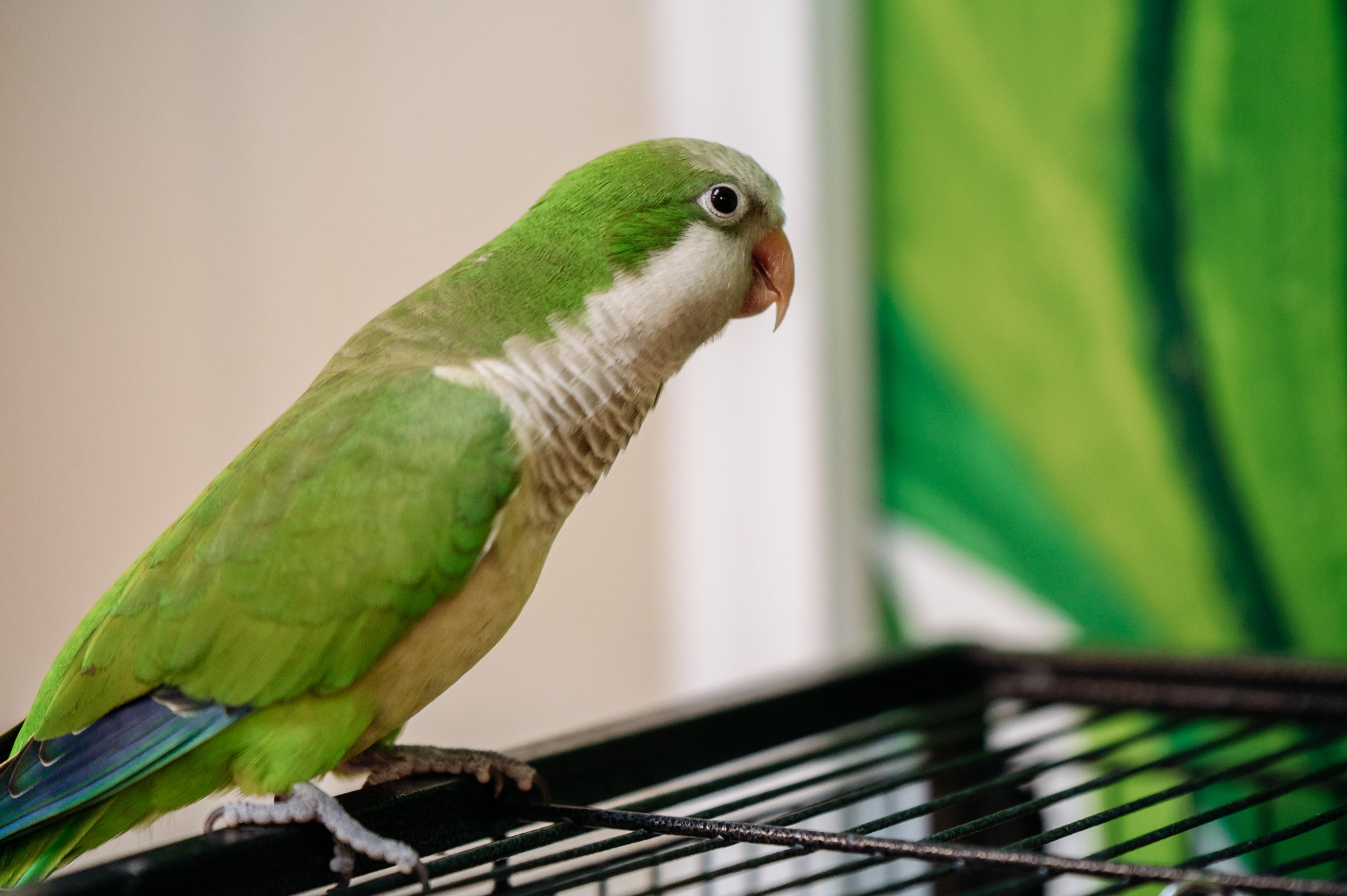 Enlarge Duke, a Adoptable Quaker Parakeet in Punta Gorda, FL image 1/2