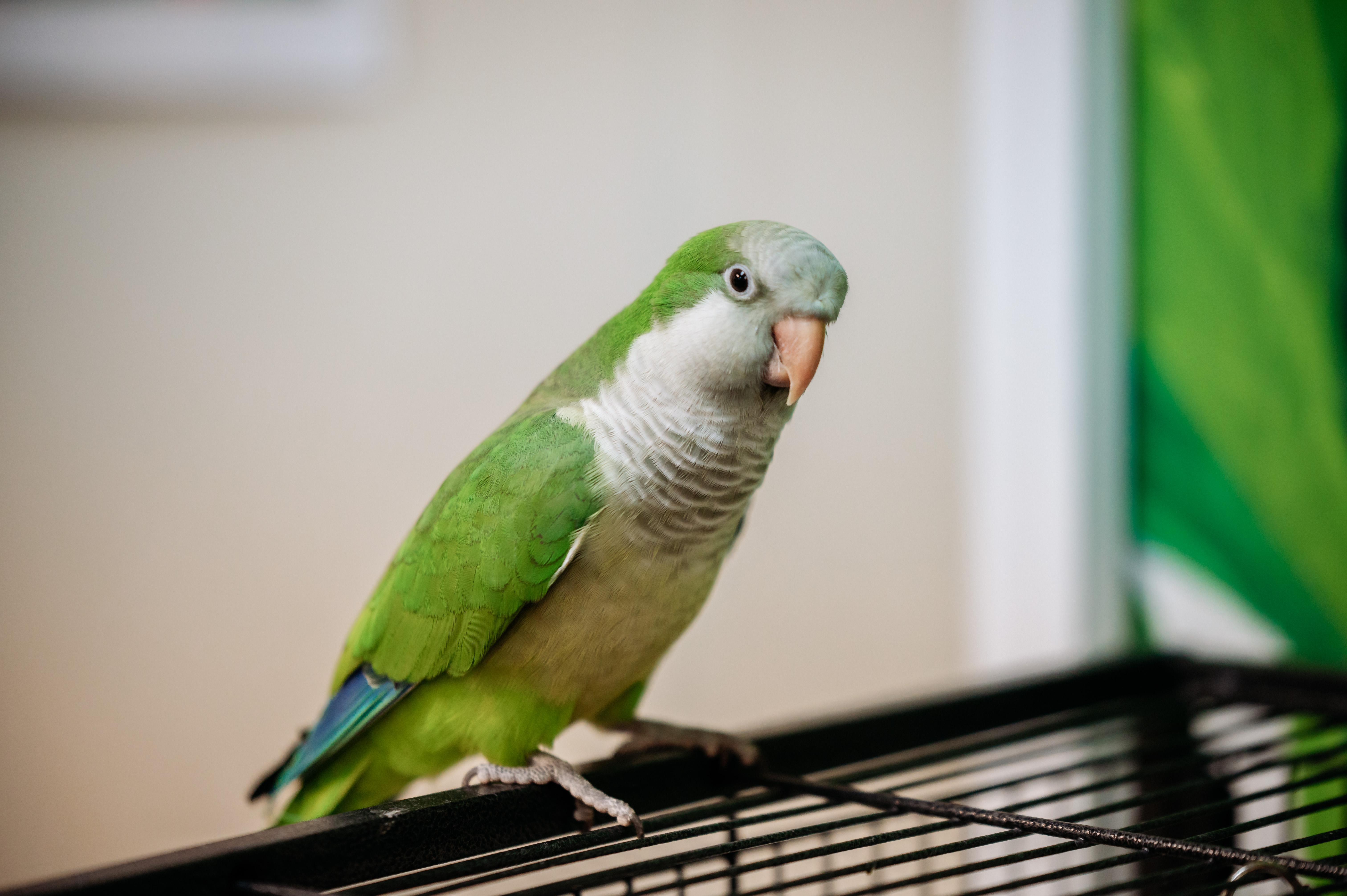Enlarge Duke, a Adoptable Quaker Parakeet in Punta Gorda, FL image 2/2