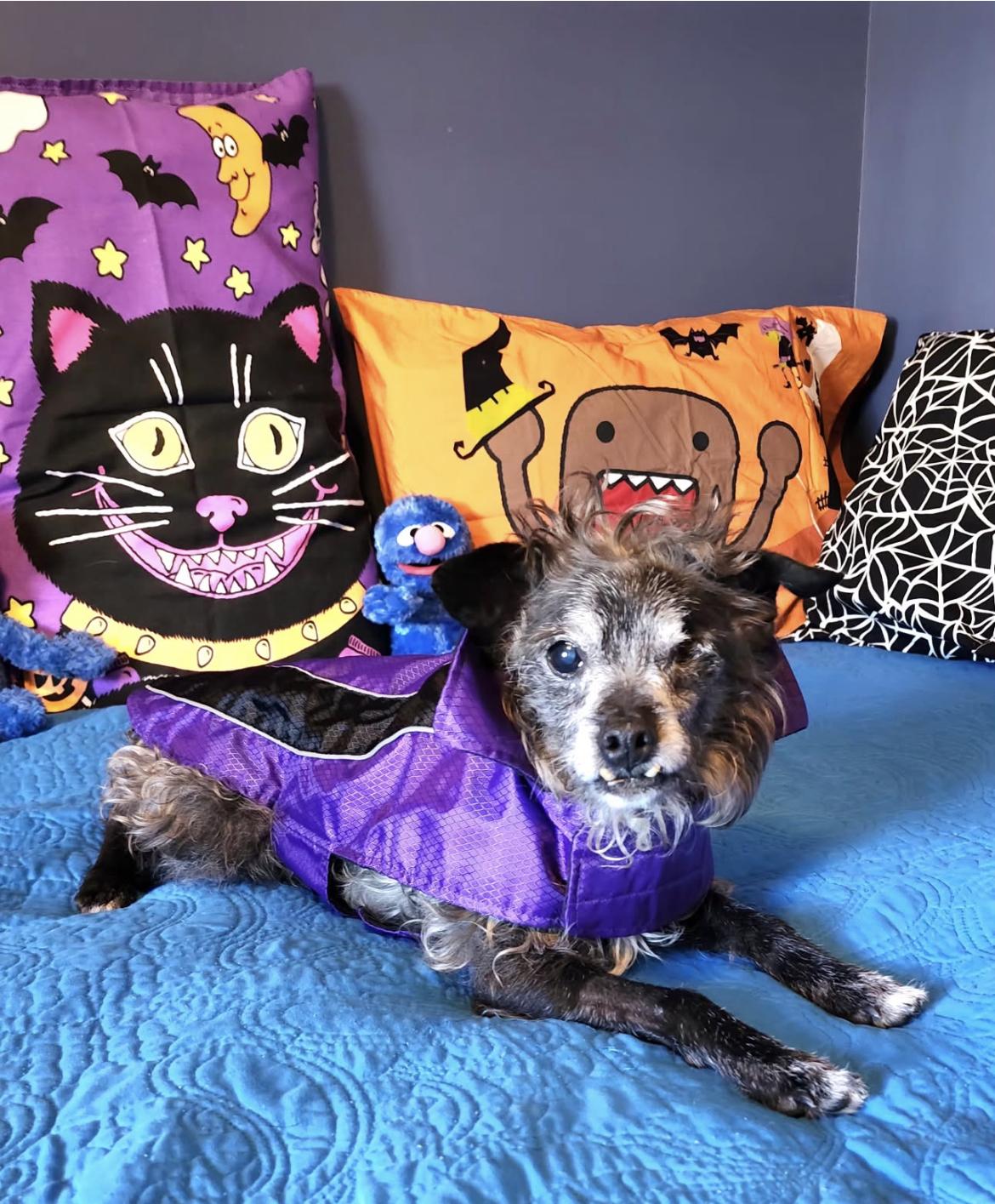 Rags, Adoptable, Senior Male Terrier & Poodle.