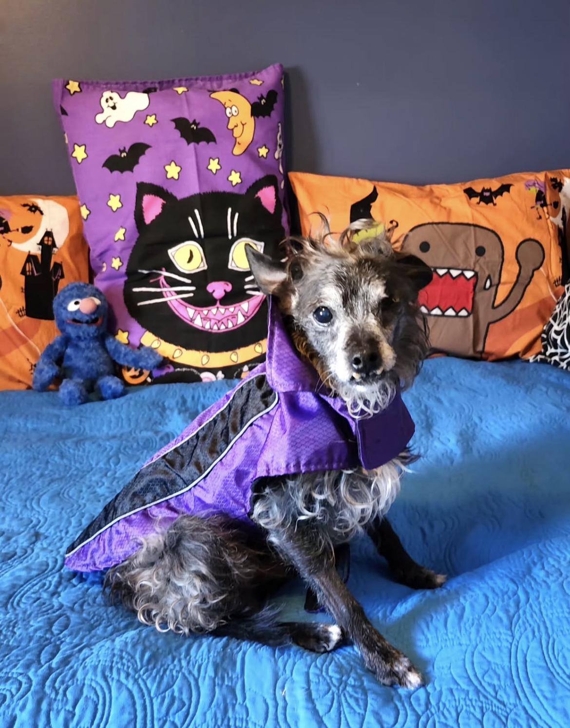 Rags, a Adoptable mixed breed in Gordonsville , VA image 2/3