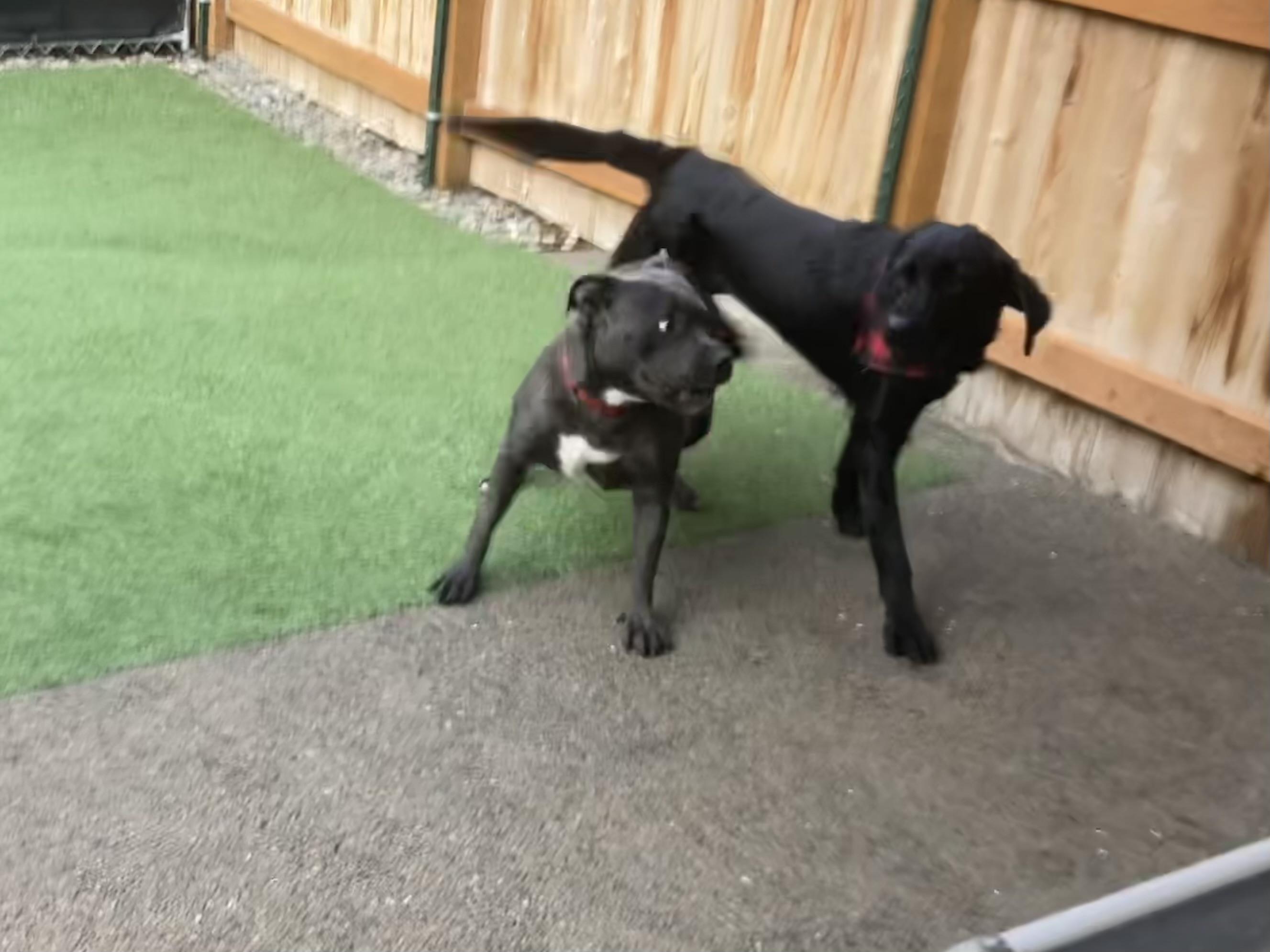 Lyla, a Adoptable Pit Bull Terrier in Hornbrook, CA image 4/5