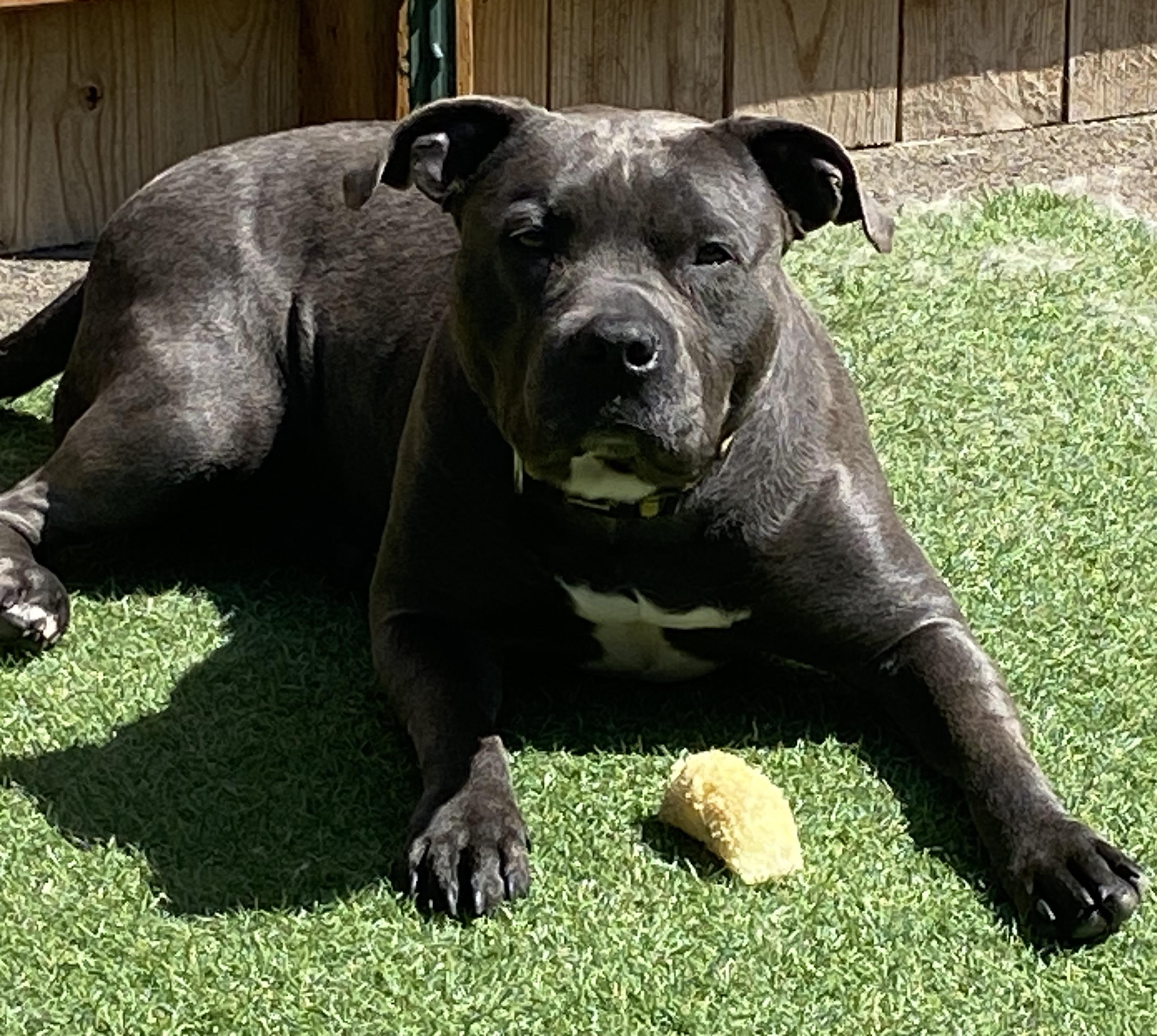 Lyla, a Adoptable Pit Bull Terrier in Hornbrook, CA image 1/5