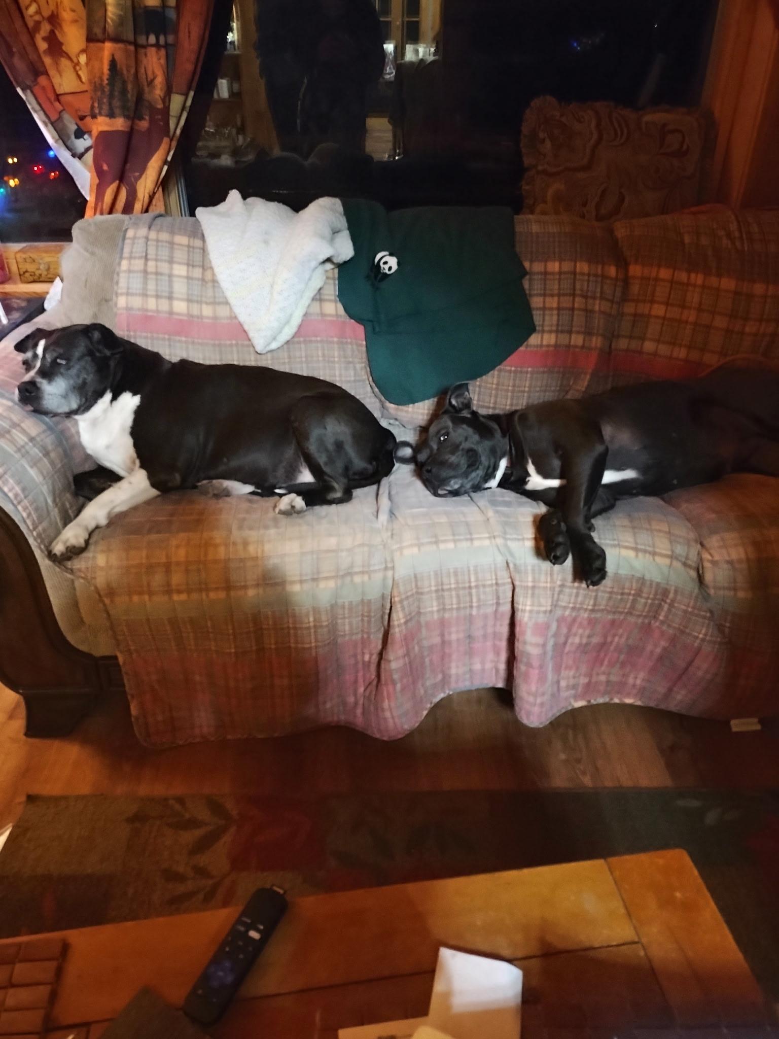 Lyla, a Adoptable Pit Bull Terrier in Hornbrook, CA image 5/5