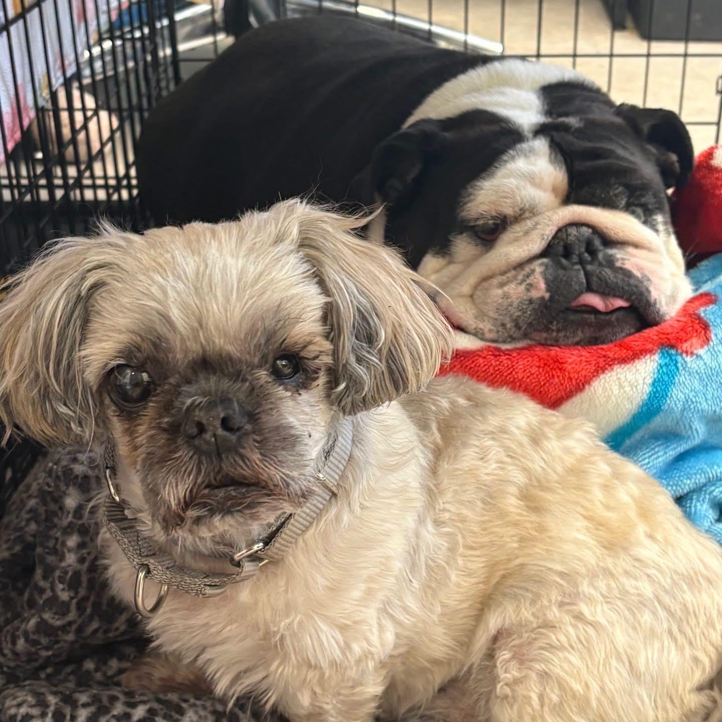 Josh & Eligha, Adoptable, Adult Male English Bulldog & Shih Tzu.