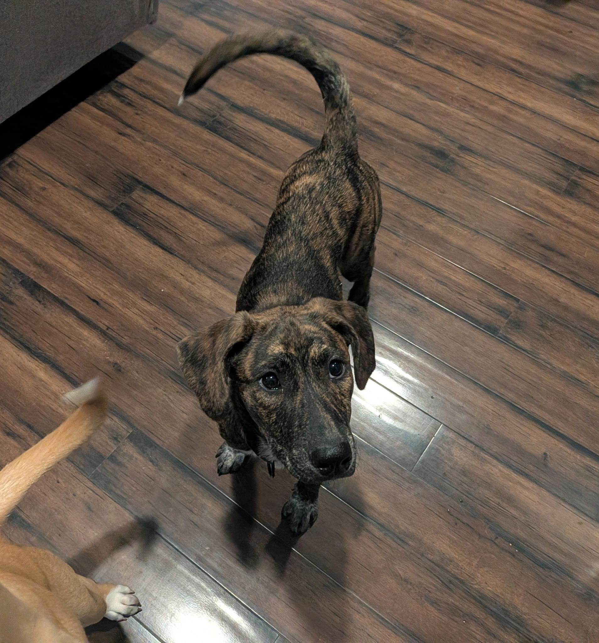 Alice, Adoptable, Young Male Labrador Retriever.