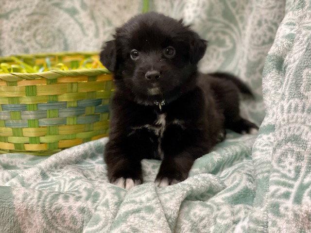 McDreamy, Adoptable, Puppy Female Terrier & Labrador Retriever.