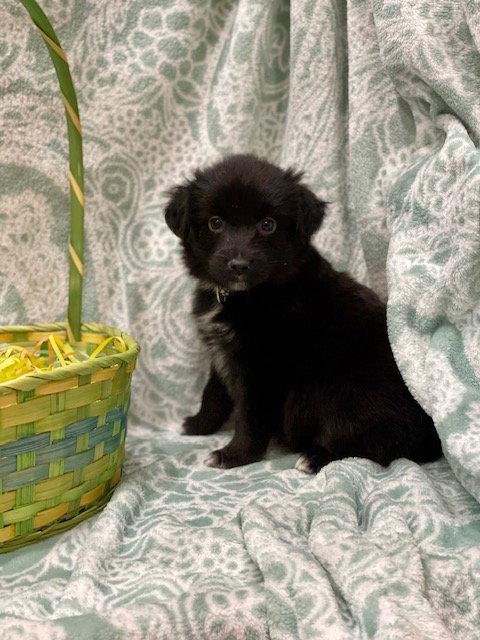 McDreamy, a Adoptable mixed breed in Duluth, MN image 2/3