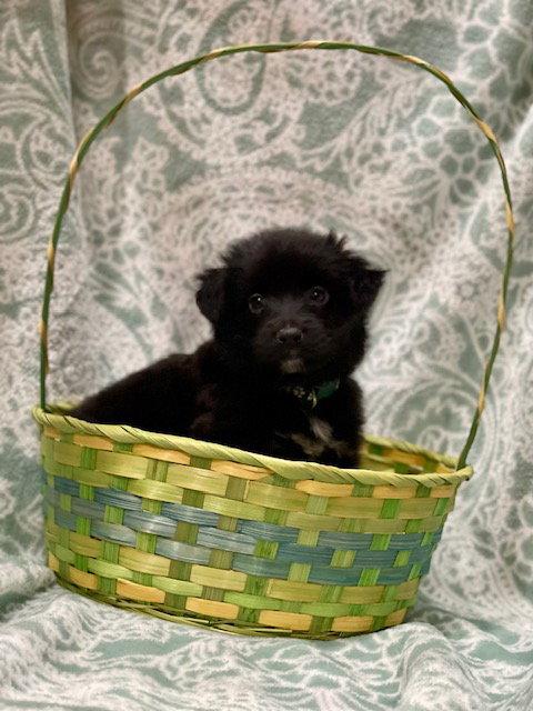 McDreamy, a Adoptable mixed breed in Duluth, MN image 3/3