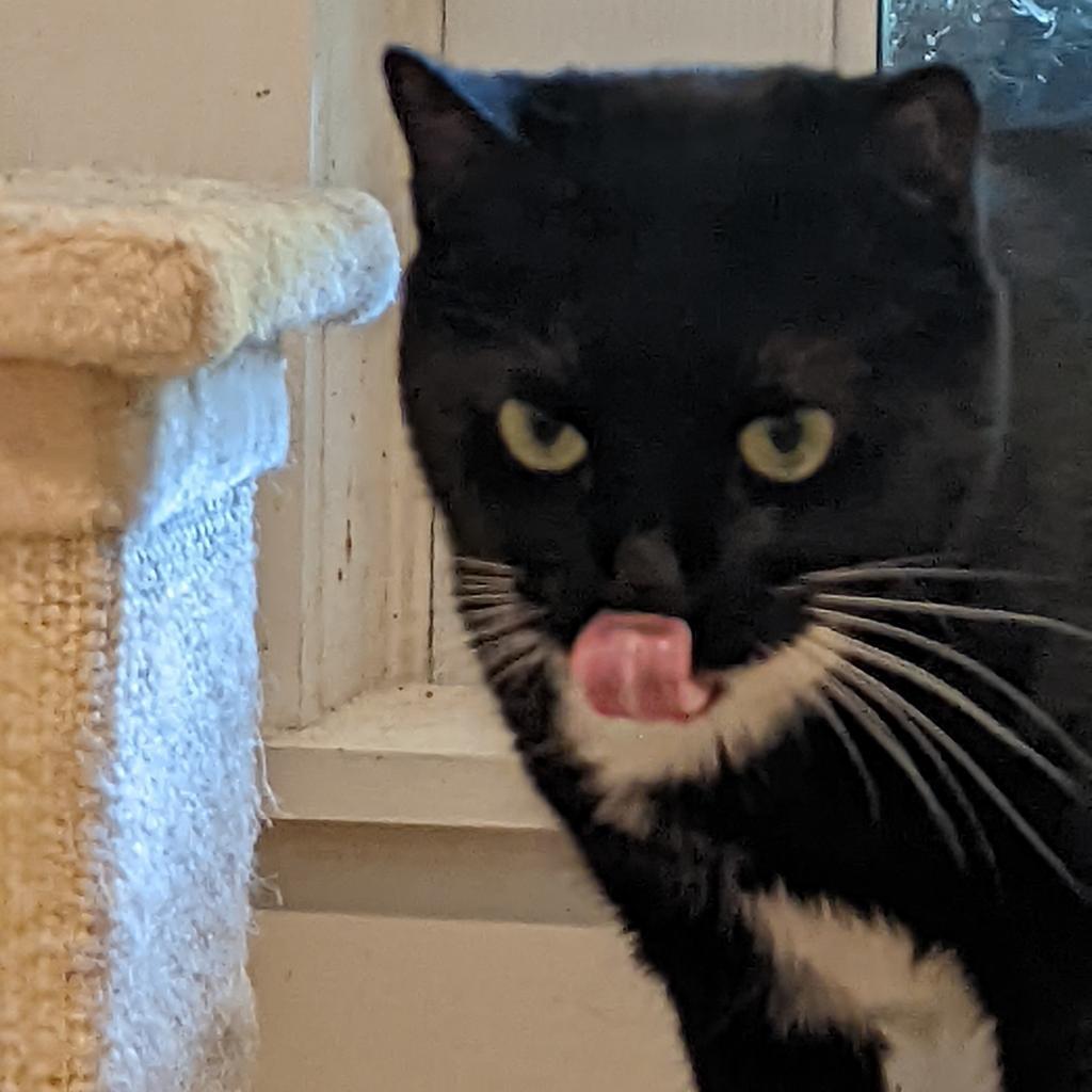 Darla — thumbnail 2