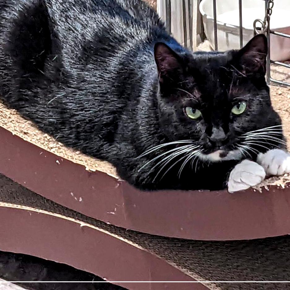 Darla — thumbnail 4