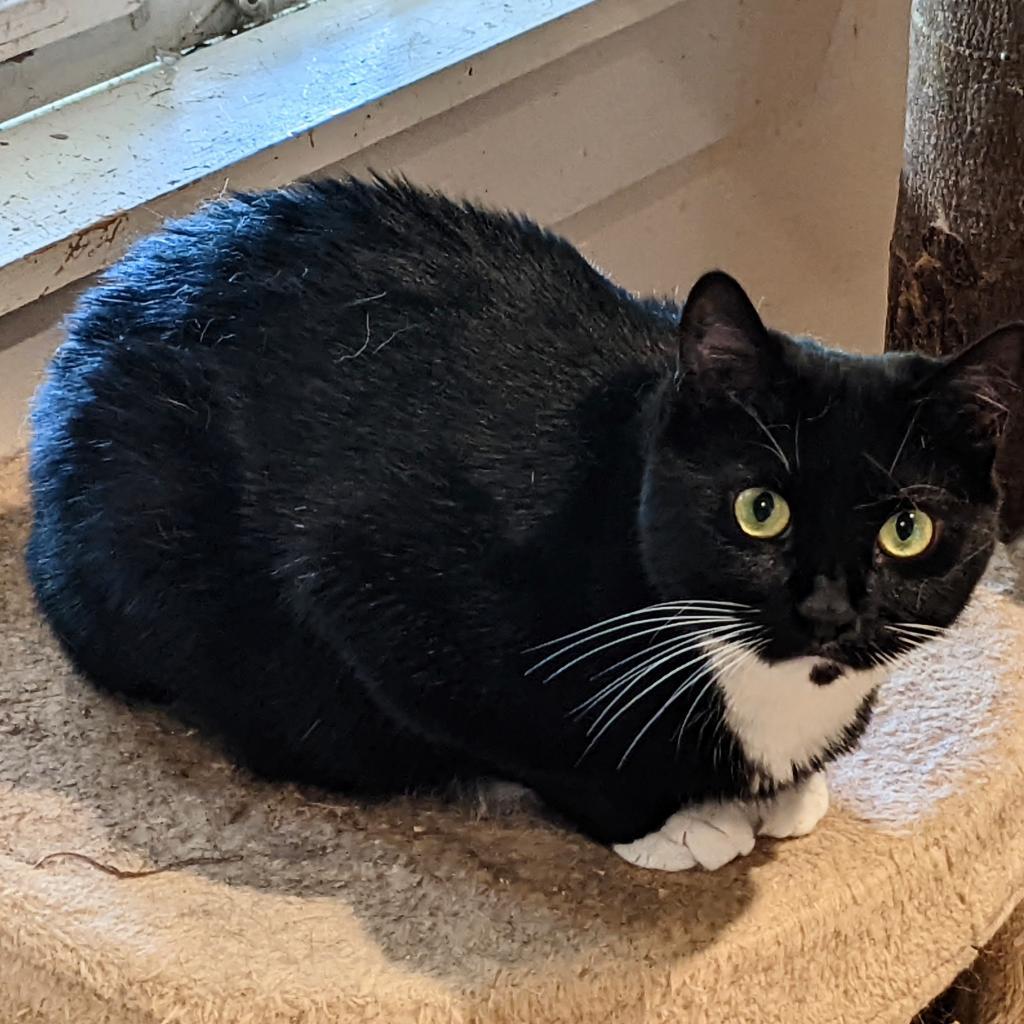 Darla — thumbnail 5