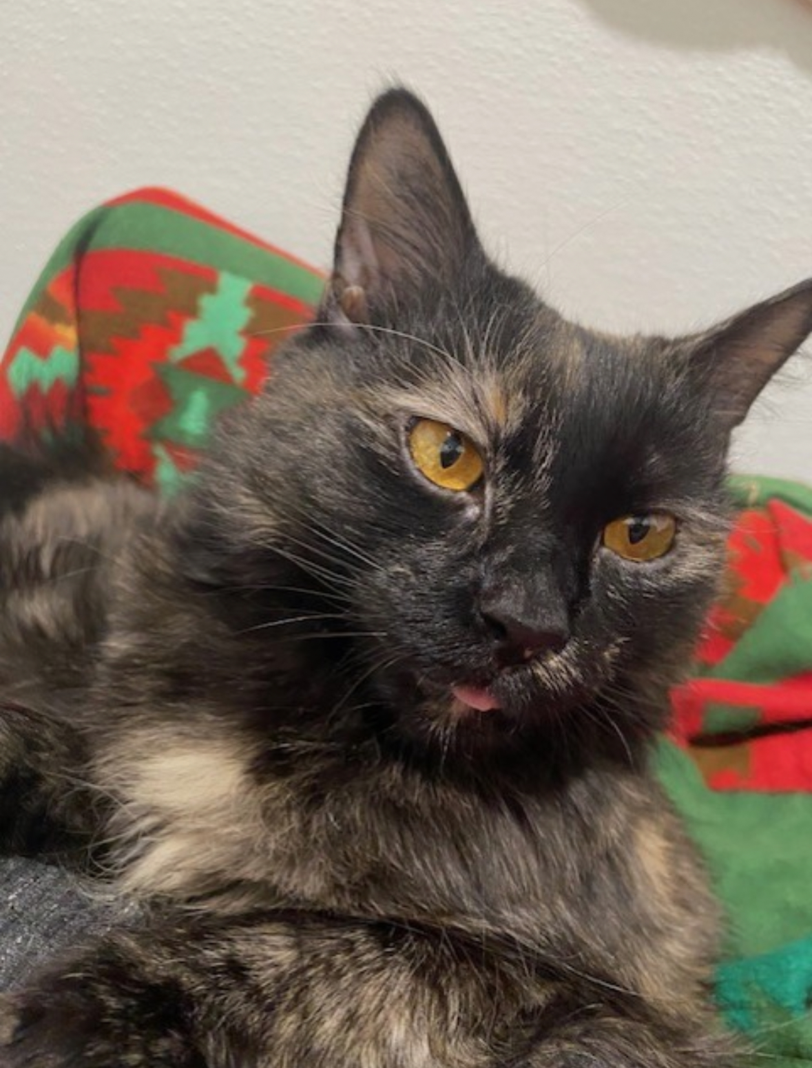 Zatanna, a Adoptable Tortoiseshell in Manchester, CT image 2/5