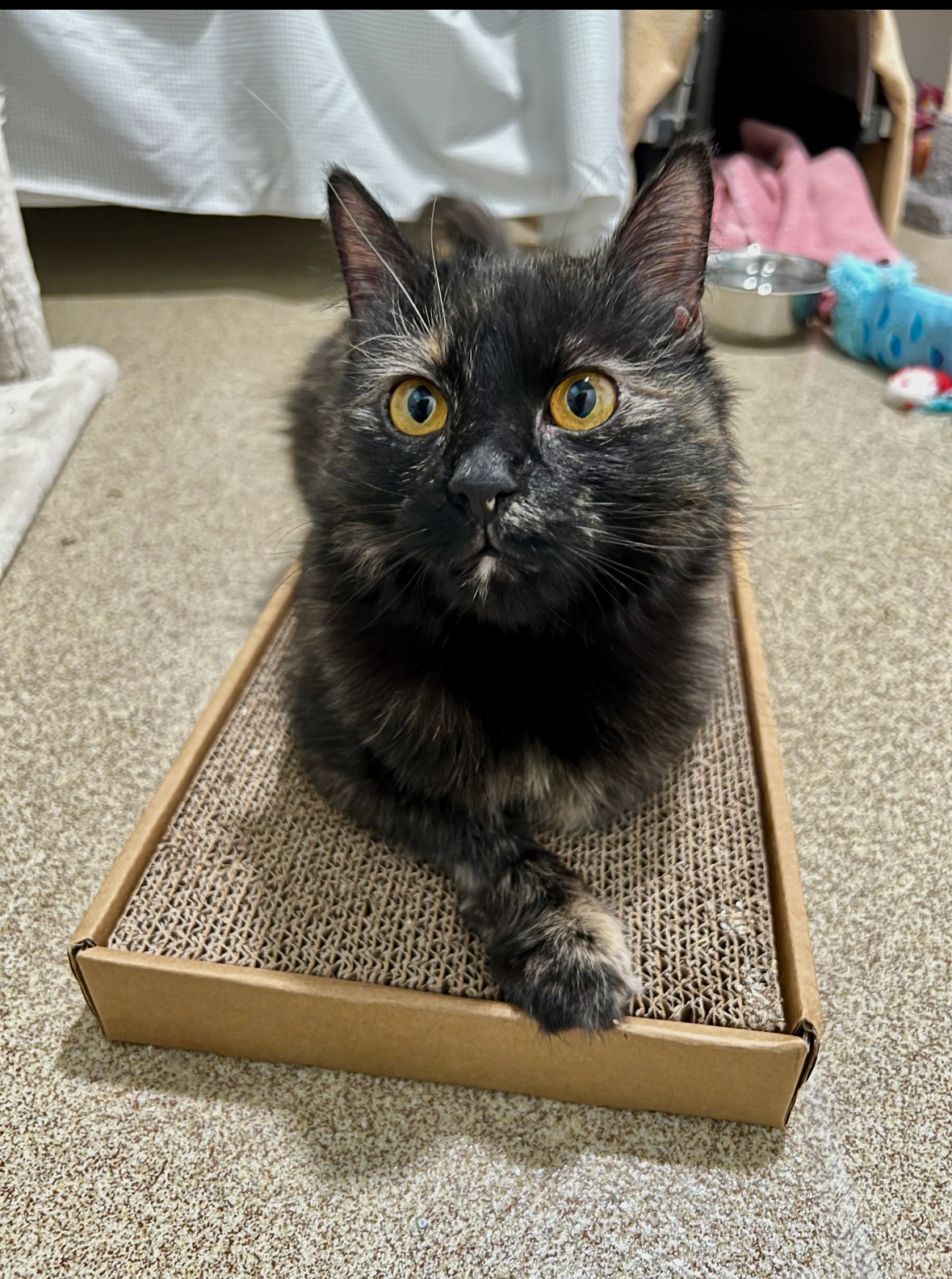 Zatanna, a Adoptable Tortoiseshell in Manchester, CT image 3/5