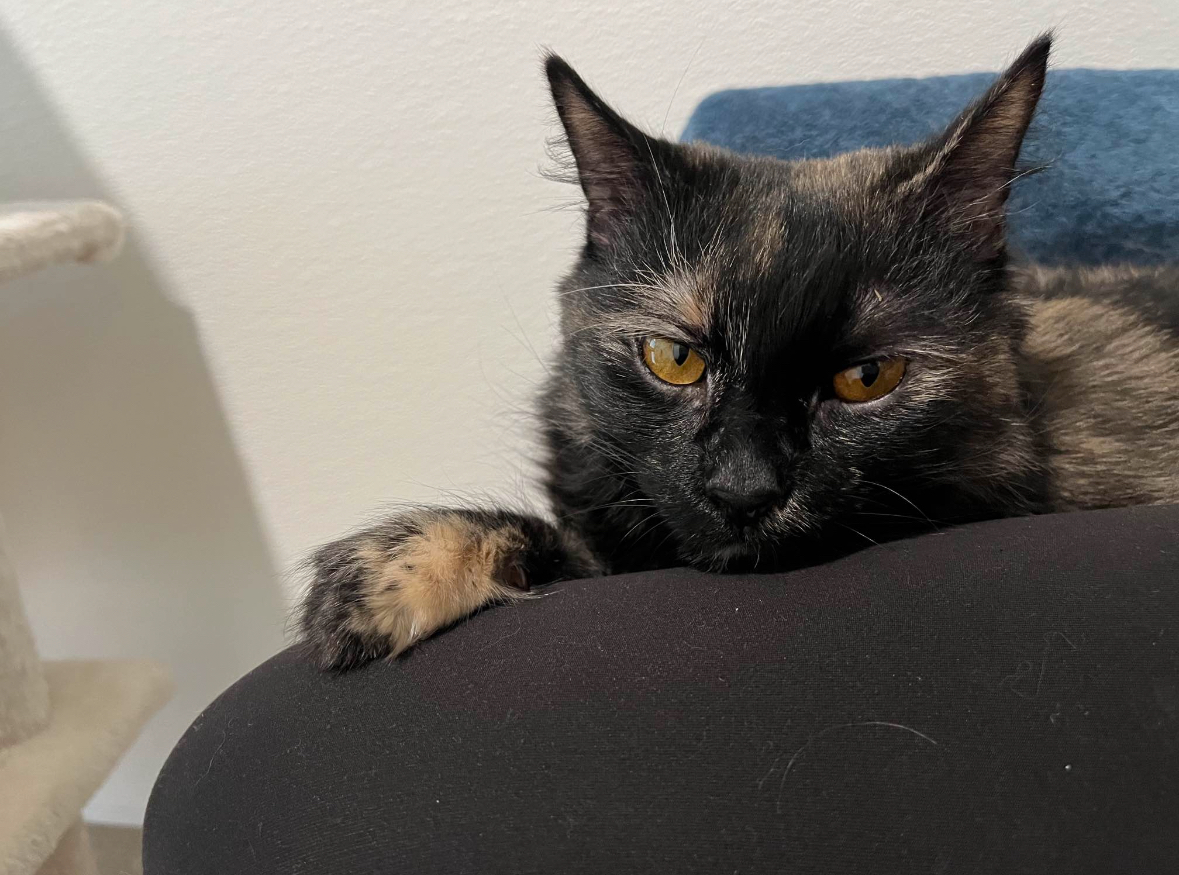 Zatanna, a Adoptable Tortoiseshell in Manchester, CT image 4/5