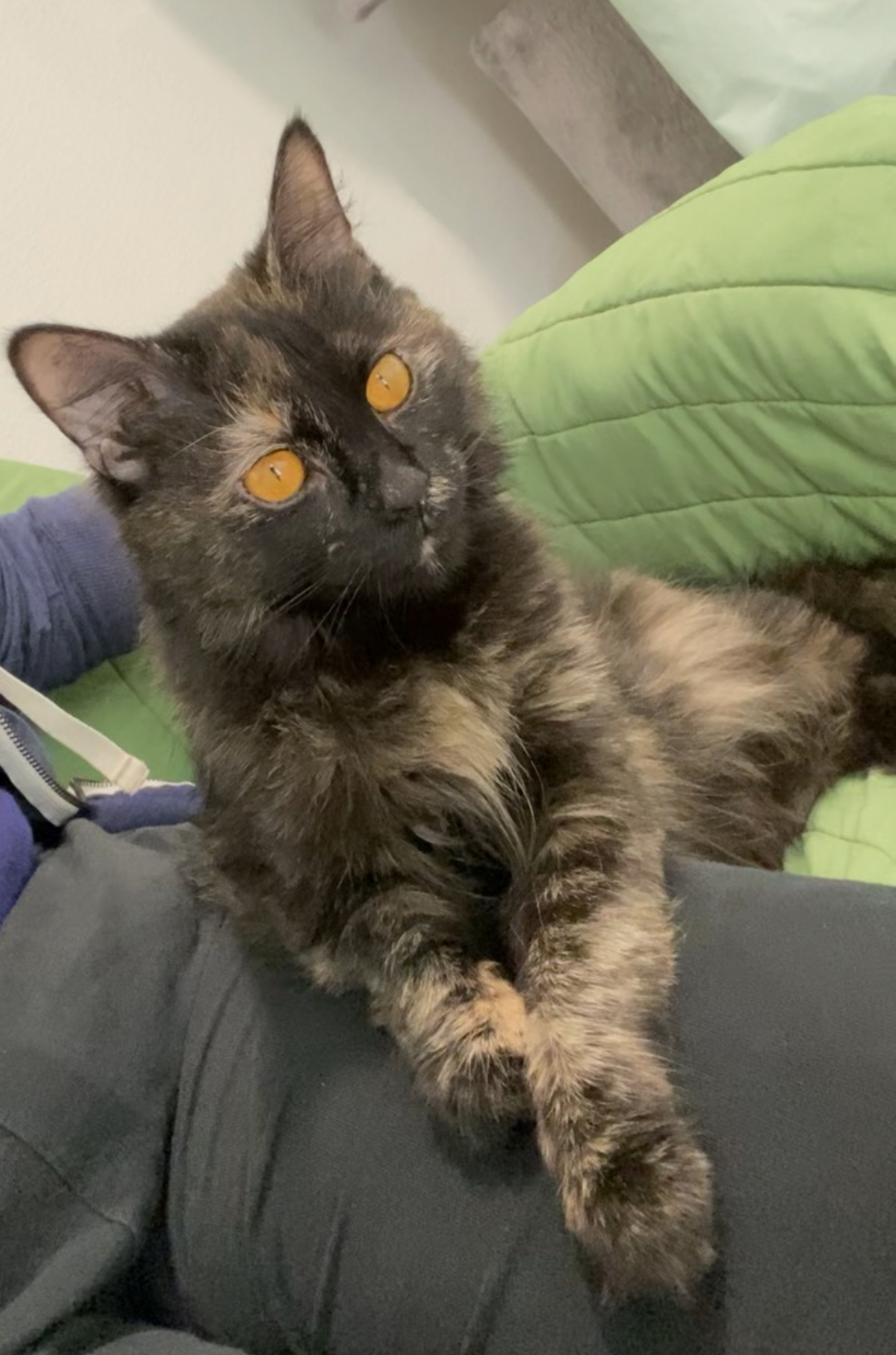 Zatanna, a Adoptable Tortoiseshell in Manchester, CT image 1/5