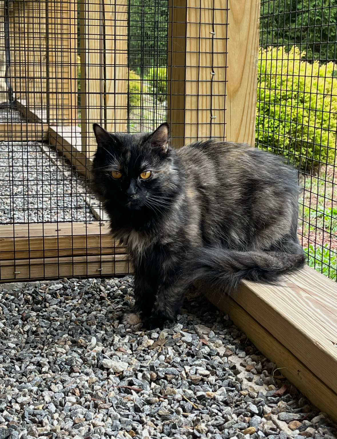 Zatanna, a Adoptable Tortoiseshell in Manchester, CT image 5/5