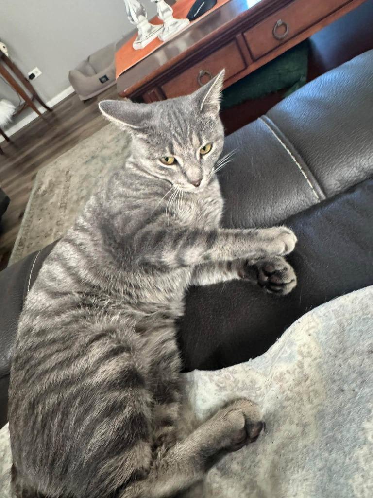 Lilly, Adoptable, Kitten Female Domestic Medium Hair.