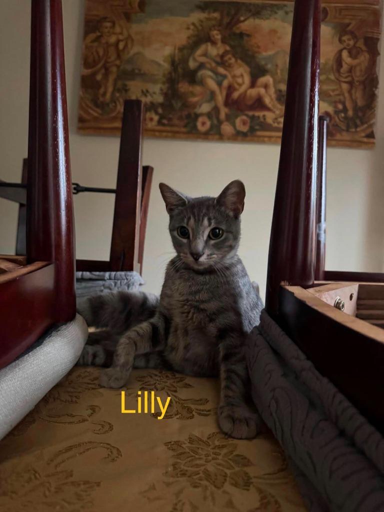 Enlarge Lilly, a Adoptable mixed breed in Libertyville, IL image 2/6