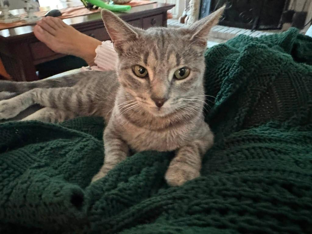 Enlarge Lilly, a Adoptable mixed breed in Libertyville, IL image 4/6