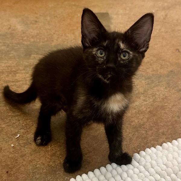 Silverside, Adoptable, Kitten Female Domestic Short Hair.