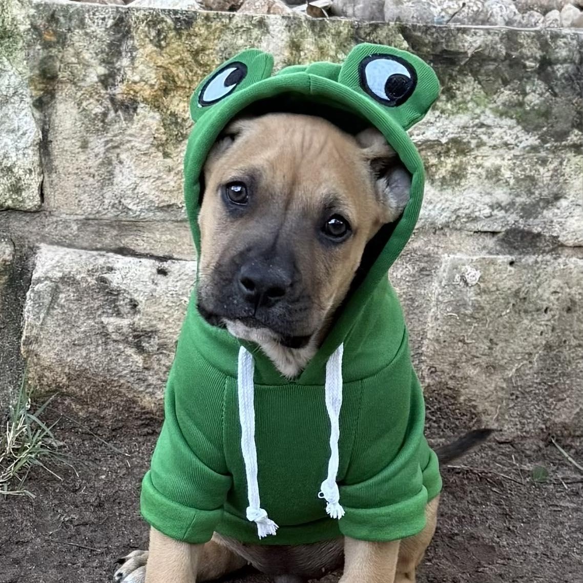 Enlarge Baby Donovan, a Adoptable mixed breed in Portland, OR image 2/6