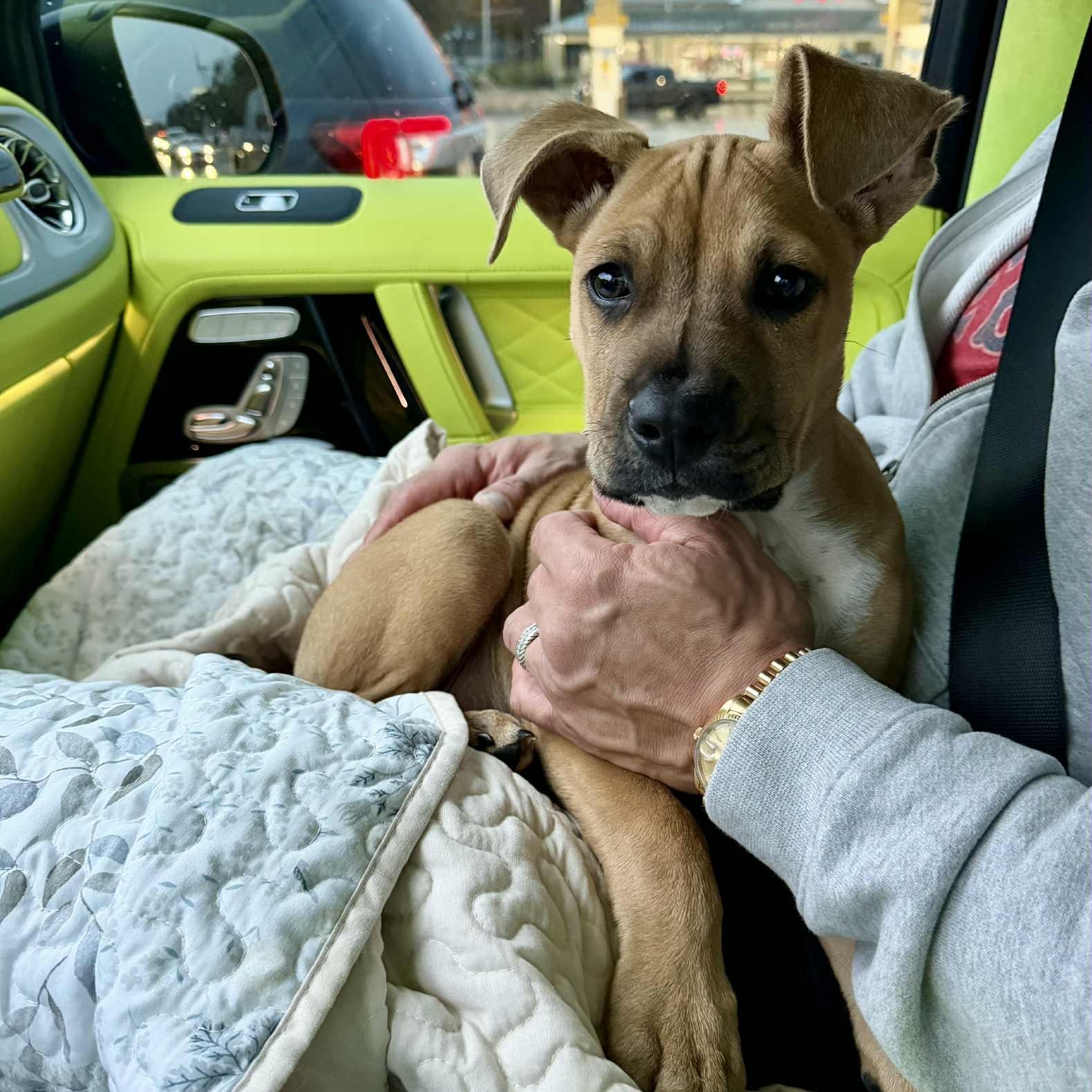 Enlarge Baby Donovan, a Adoptable mixed breed in Portland, OR image 6/6