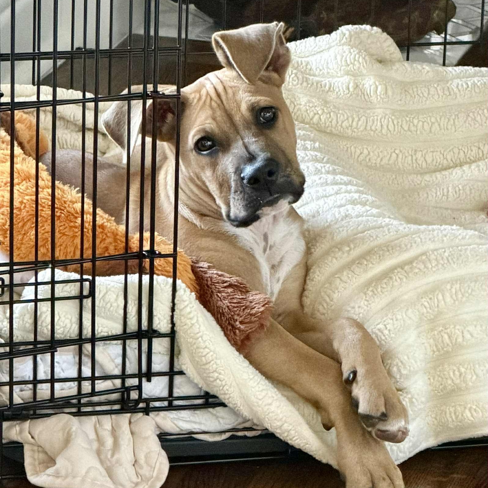 Enlarge Baby Donovan, a Adoptable mixed breed in Portland, OR image 1/6