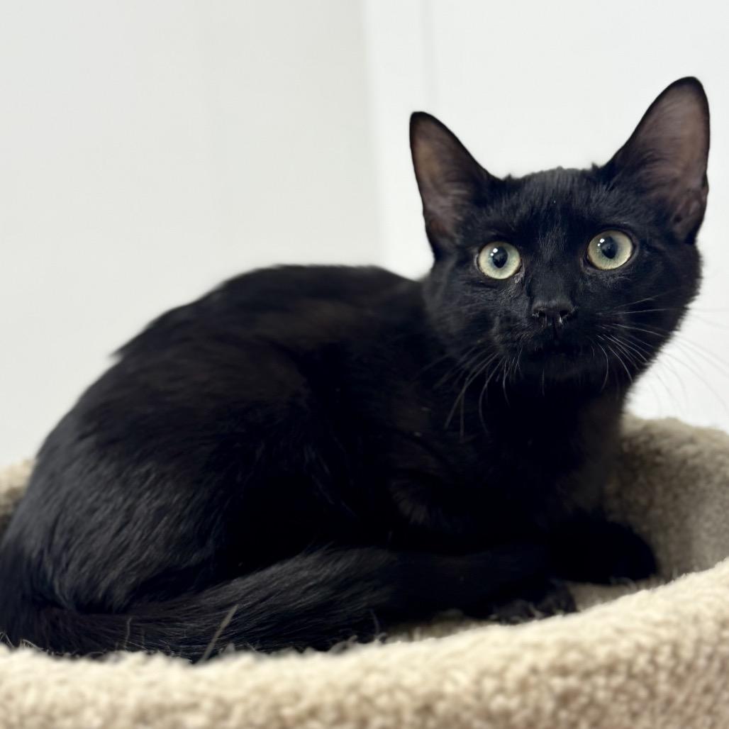 Enlarge Slinky, a Adoptable Domestic Short Hair in Woodstock, GA image 1/4