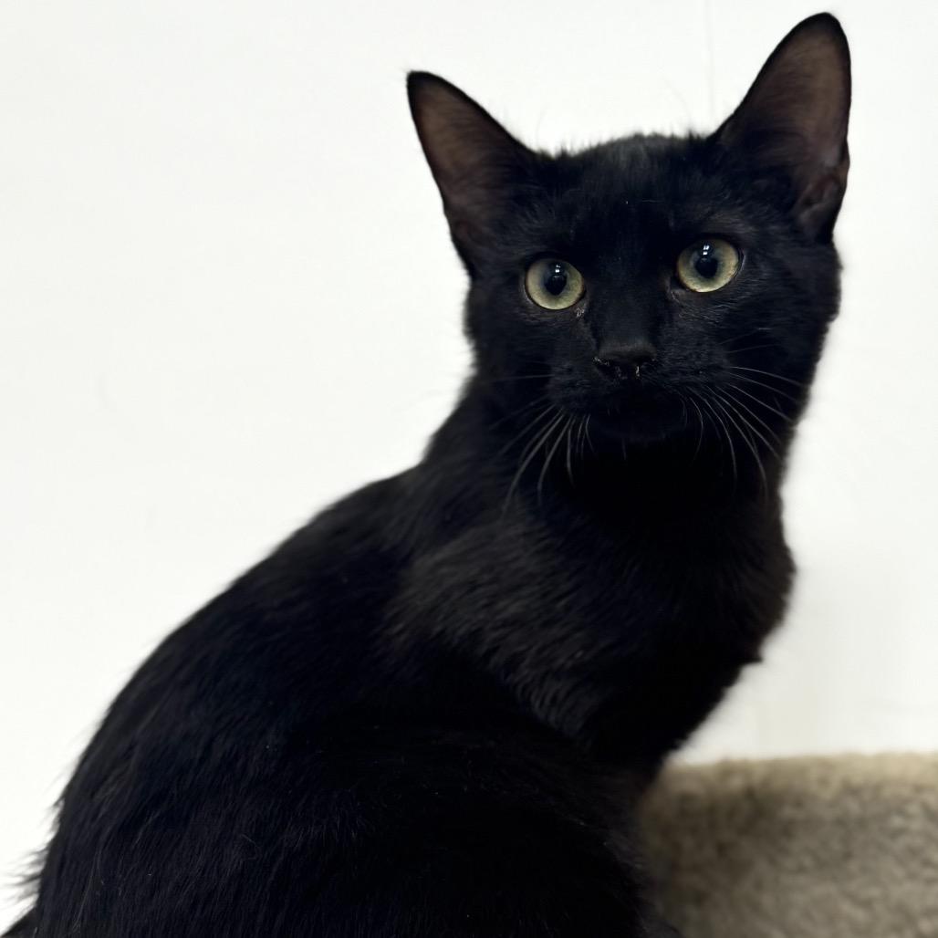 Enlarge Slinky, a Adoptable Domestic Short Hair in Woodstock, GA image 2/4