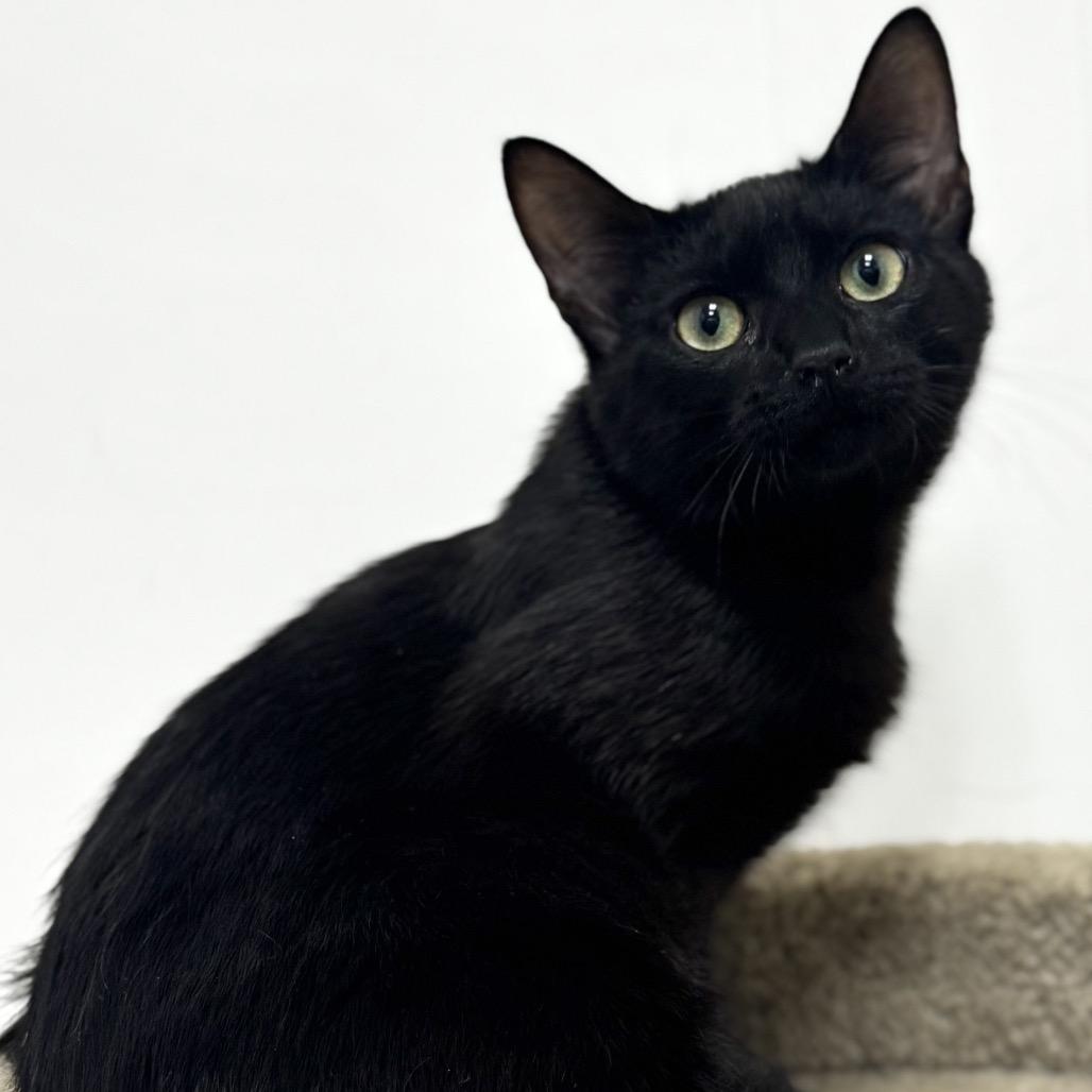 Enlarge Slinky, a Adoptable Domestic Short Hair in Woodstock, GA image 3/4