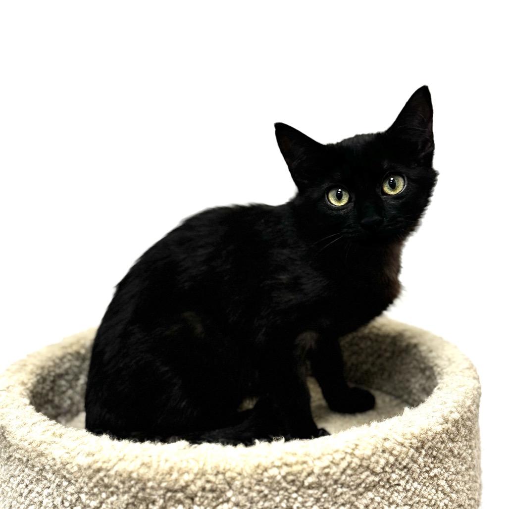 Enlarge Slinky, a Adoptable Domestic Short Hair in Woodstock, GA image 4/4