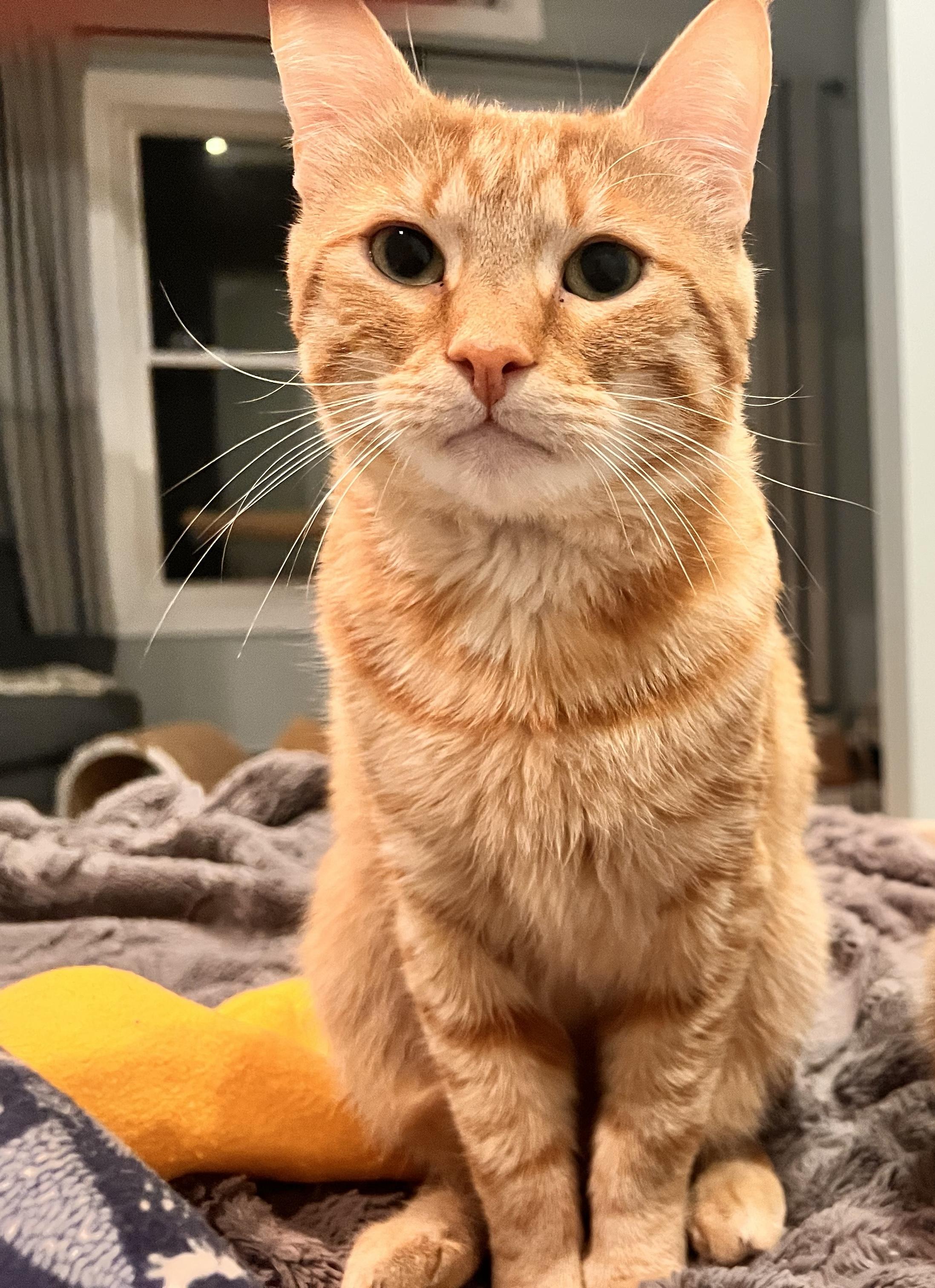 ONIX the (lap kitty)