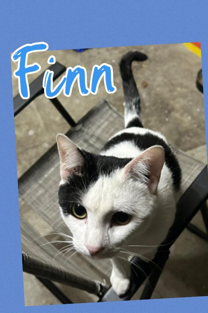 Finn — thumbnail 2