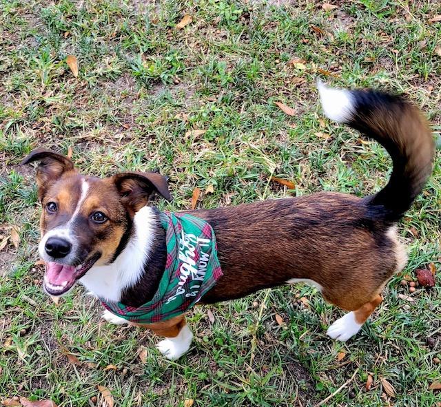 Tina, ADOPTABLE, Puppy Female Jack Russell Terrier.