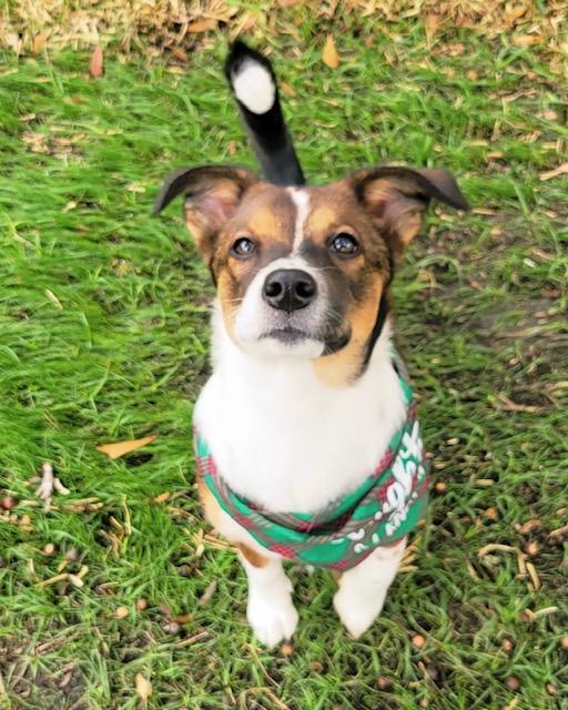 Enlarge Tina, a ADOPTABLE mixed breed in Mobile, AL image 2/3