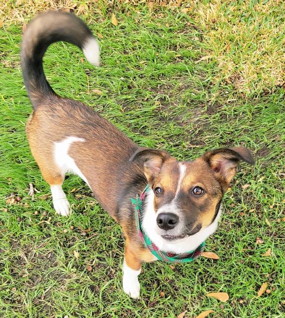 Enlarge Tina, a ADOPTABLE mixed breed in Mobile, AL image 3/3