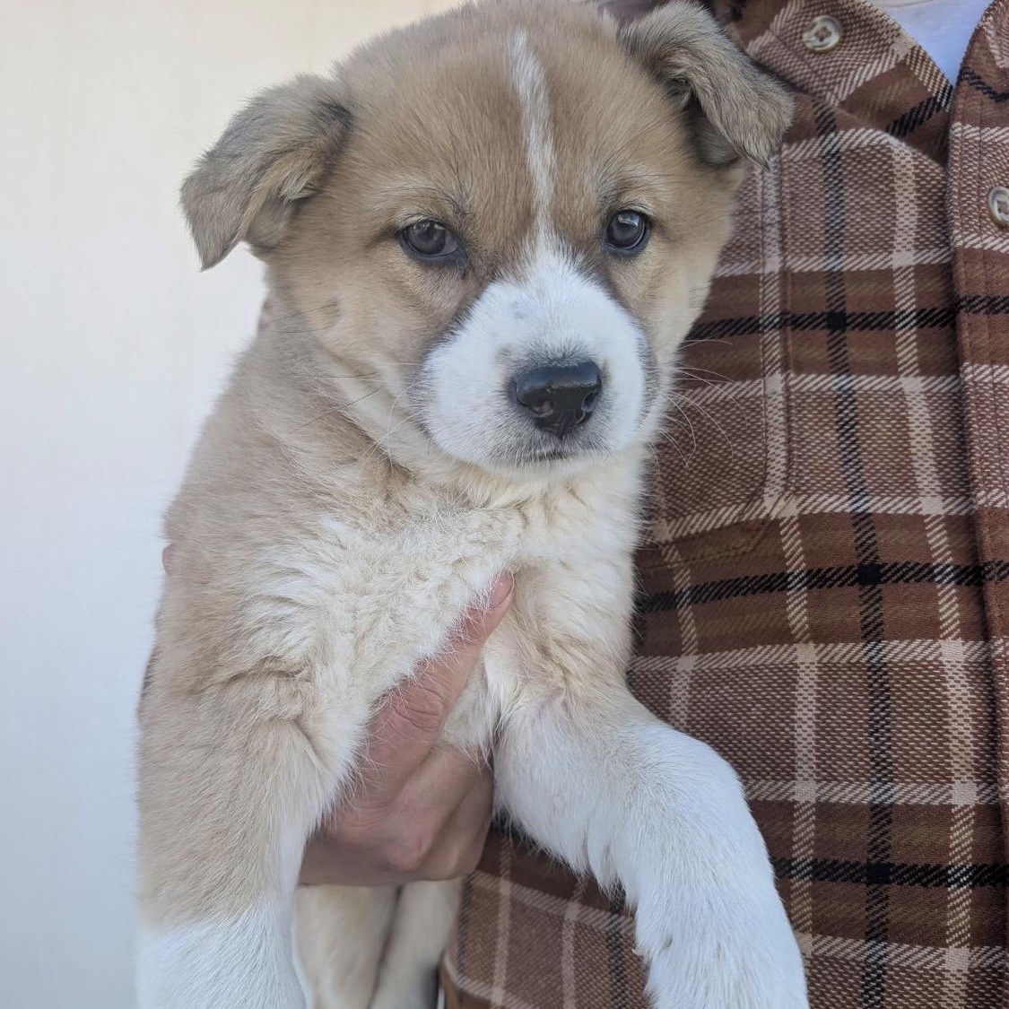 Bells, ADOPTABLE, Puppy Female Pembroke Welsh Corgi & Australian Shepherd.