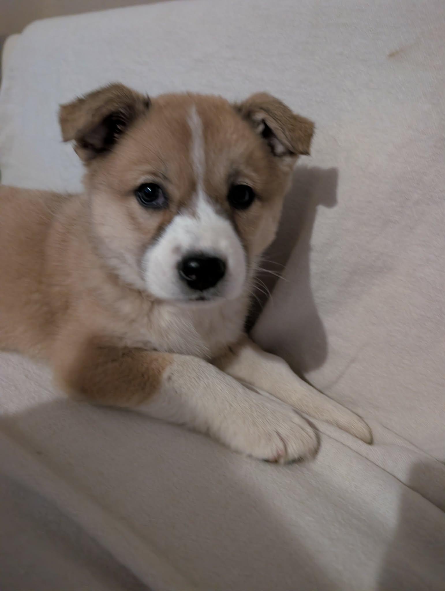Enlarge Bells, a ADOPTABLE mixed breed in Van Nuys, CA image 3/3