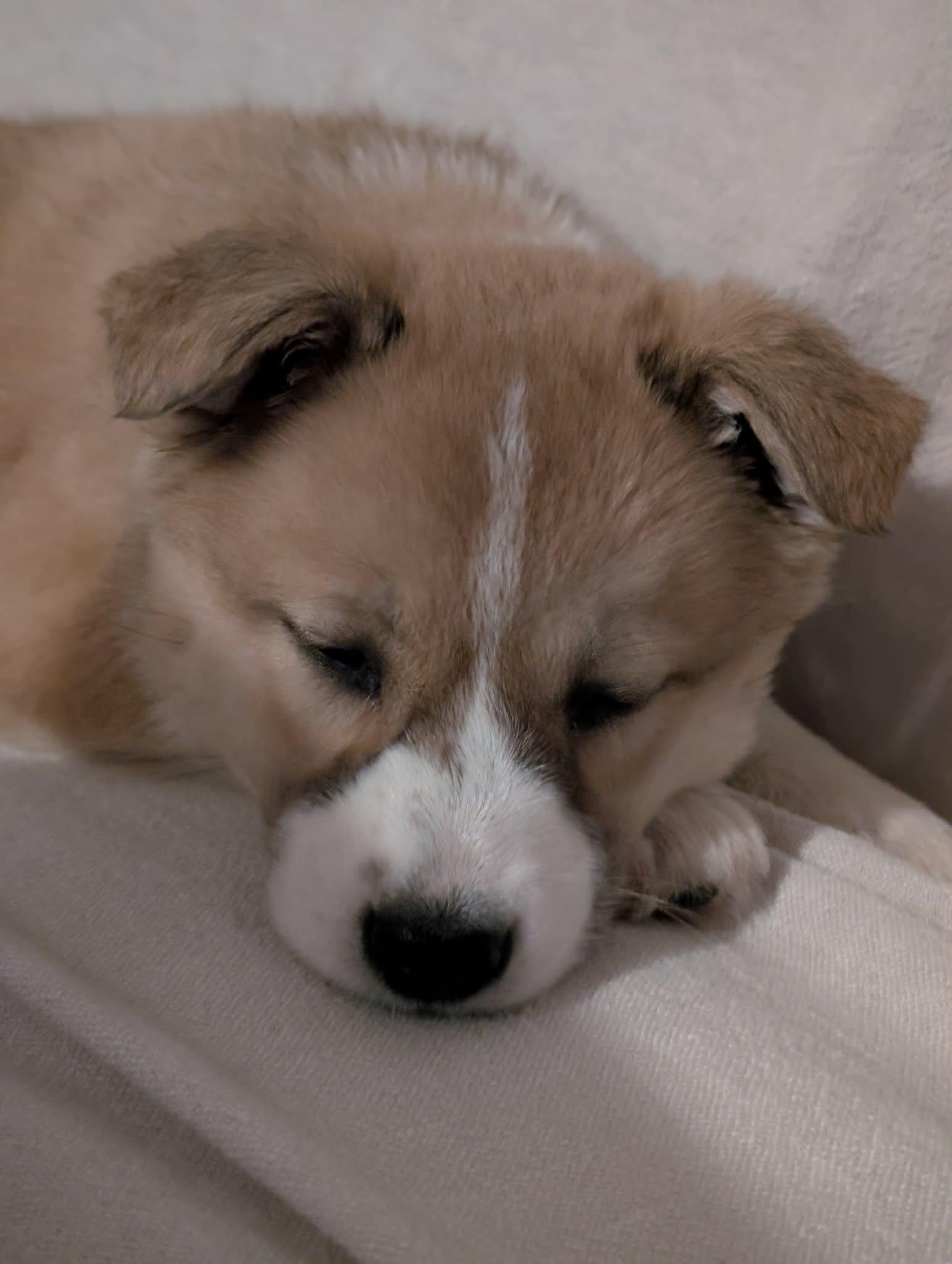 Enlarge Bells, a ADOPTABLE mixed breed in Van Nuys, CA image 2/3