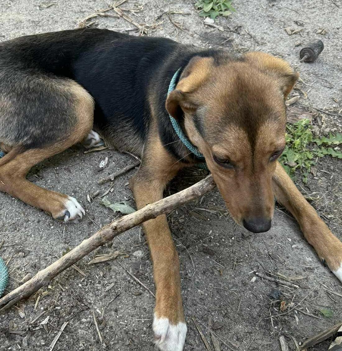 Enlarge Ember, a ADOPTABLE mixed breed in Eaton Rapids, MI image 4/4